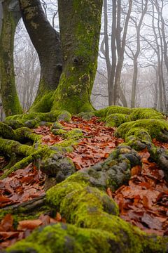 Old twisted tree in the Speulderbos in Ermelo Netherlands Holland with leaves in the foreground and 