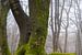 Oude verwrongen boom in het Speulderbos in Ermelo Nederland Holland met bladeren op de voorgrond en  van Bart Ros