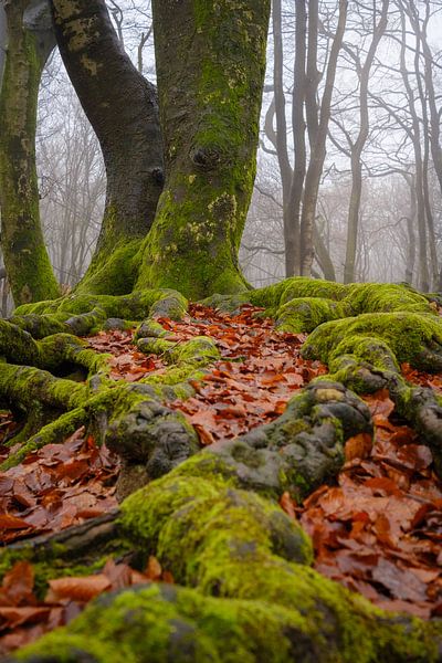 Alter verdrehter Baum im Speulderbos in Ermelo, Niederlande, mit Blättern im Vordergrund und Nebel i von Bart Ros