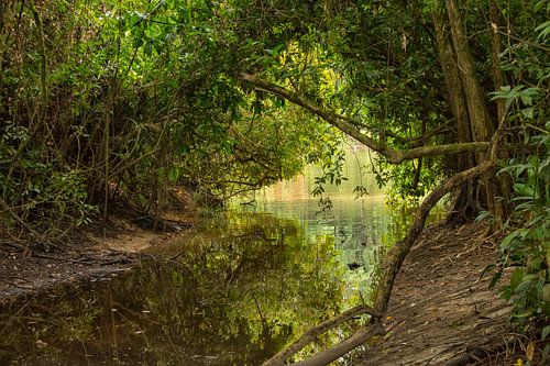 Un petit ruisseau dans la forêt tropicale du Suriname
