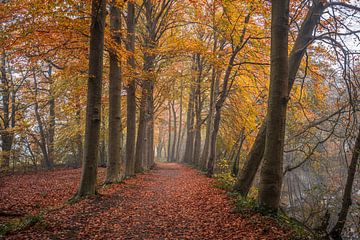 Autumn Forest Drunen by Zwoele Plaatjes