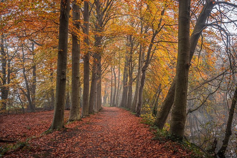 Herbstwald Drunen von Zwoele Plaatjes