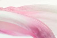 Subtiele en bijna abstracte foto van een lichtroze tulp