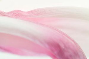 Subtiles und fast abstraktes Foto einer blassrosa Tulpe