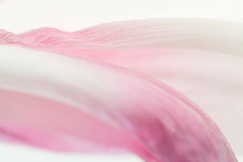 Subtiele en bijna abstracte foto van een lichtroze tulp van Birgitte Bergman