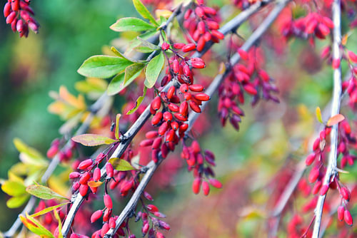 Scharlakenrode bessen van de berberis in de botanische tuin