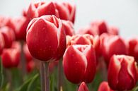 Rood met witte tulpen von Ad Jekel Miniaturansicht