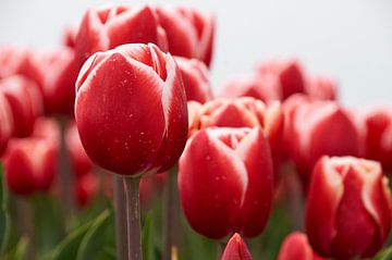 Rood met witte tulpen van Ad Jekel