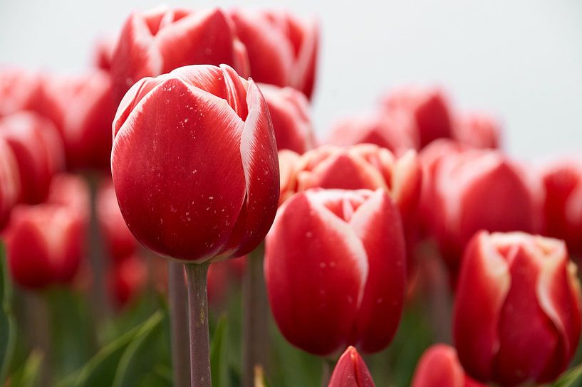 Rood met witte tulpen von Ad Jekel