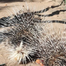 Porc-épic à queue blanche sur Matthias Brix