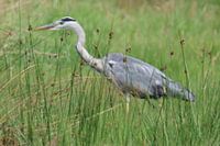 Heron in the meadow