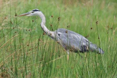 Reiger in de wei van Henk Kip
