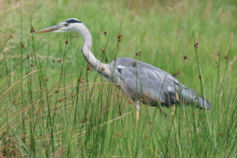 Heron in the meadow by Henk Kip
