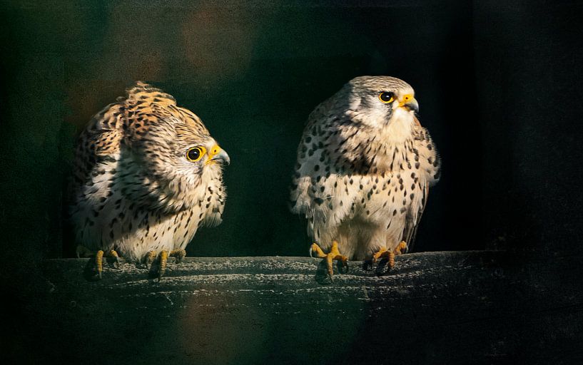 Birds of prey together on a fence . by natascha verbij