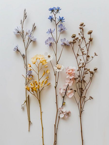 Getrocknete Blumen von haroulita