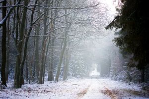 Route forestière enneigée dans la Drenthe sur Karijn | Fine art Natuur en Reis Fotografie
