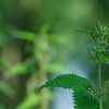 Flammable Common Nettle (Urtica dioica) by Eagle Wings Fotografie