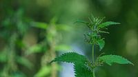 Flammable Common Nettle (Urtica dioica) by Eagle Wings Fotografie thumbnail