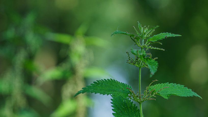 Flammable Common Nettle (Urtica dioica) by Eagle Wings Fotografie
