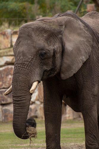 Olifant Calimero in Safaripark Beekse Bergen