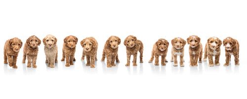 Photography dogs/puppy's white with mirror image. Composition of several dogs