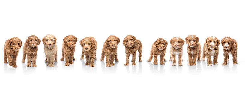 Fotografie Hunde/Welpen&#039;s weiß mit Spiegelbild. Komposition von mehrere Hunde von Ellen Van Loon
