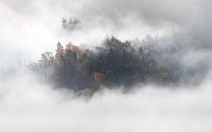 Wald im Nebel