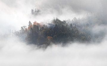 Forêt dans le brouillard sur Nils Steiner