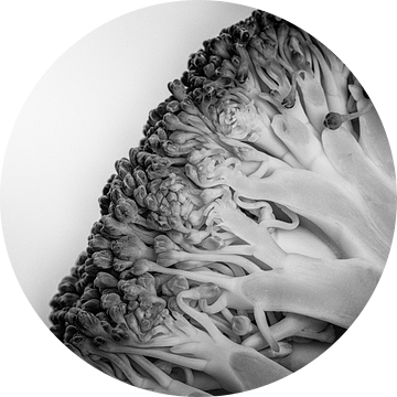 Groente serie - Broccoli van Wicher Bos