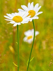 Daisies by Wim Lanphen