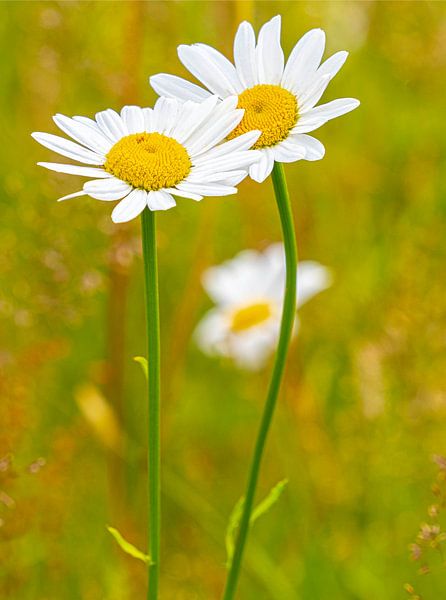 Gänseblümchen von Wim Lanphen