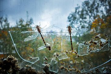 Gevangen in de tijd - libellen en verval achter gebroken glas van InfiniteArtLabs