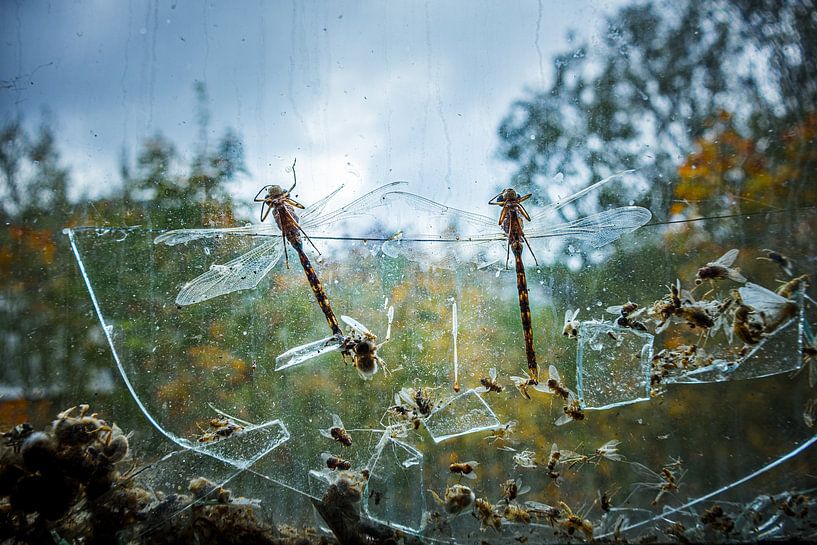 Gefangen in der Zeit - Libellen und Verfall hinter zerbrochenem Glas von InfiniteArtLabs