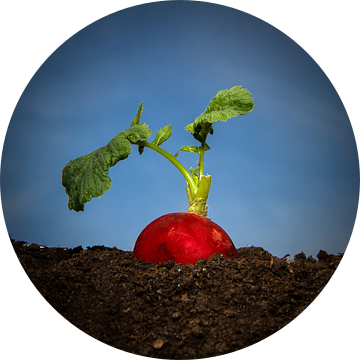 Radijsje van Hollandse bodem van Tessa Louwerens