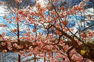 Kirschblüte am Uettelsheimer See in Duisburg (7-22913)