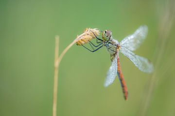 Libellule presque réchauffée sur Moetwil en van Dijk - Fotografie