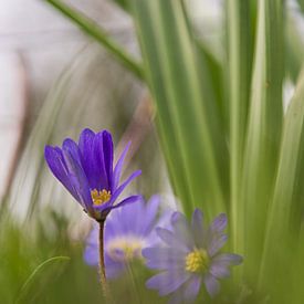 Het is weer lente! van Meindert Marinus