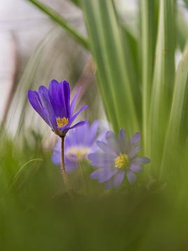 Spring is here again! by Meindert Marinus