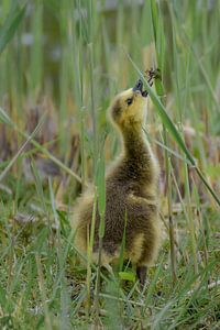 Gosling looking for food sur Kim de Been