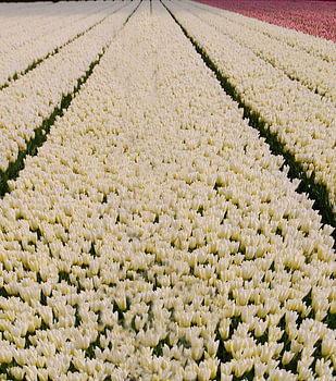 Tulpen
