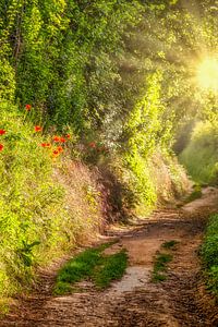 Sonnenaufgang auf einer Hohlstraße mit Mohnblumen in Südlimburg