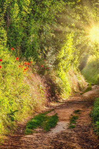 Zonsopkomst op een holle weg met klaprozen in Zuid-Limburg