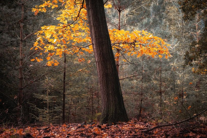 Herbst von Jeroen Linnenkamp