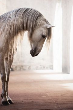 Portret van wit paard in een oude kerk | hengst | paardenfotografie van Laura Dijkslag