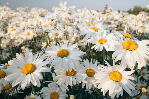 Wild flowering white daisies in the sunlight