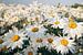 Wild blühende weiße Gänseblümchen im Sonnenlicht von Fotografiecor .nl