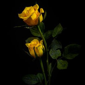 Roses sur Willem  Bentink