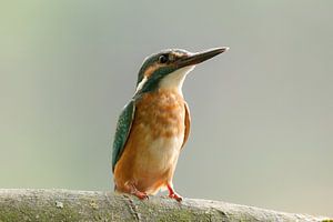 ijsvogel von Rando Kromkamp