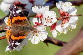 Admiral butterfly by Hans-Jürgen Janda