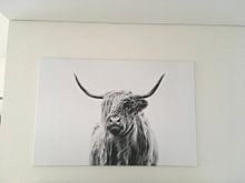 Kundenfoto: portrait of a highland cow von Dorit Fuhg, auf leinwand